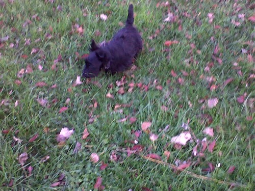 IMG00011-20121118-1626