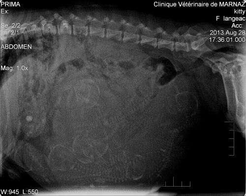 LANGEAUC-KITTY-AOUT13